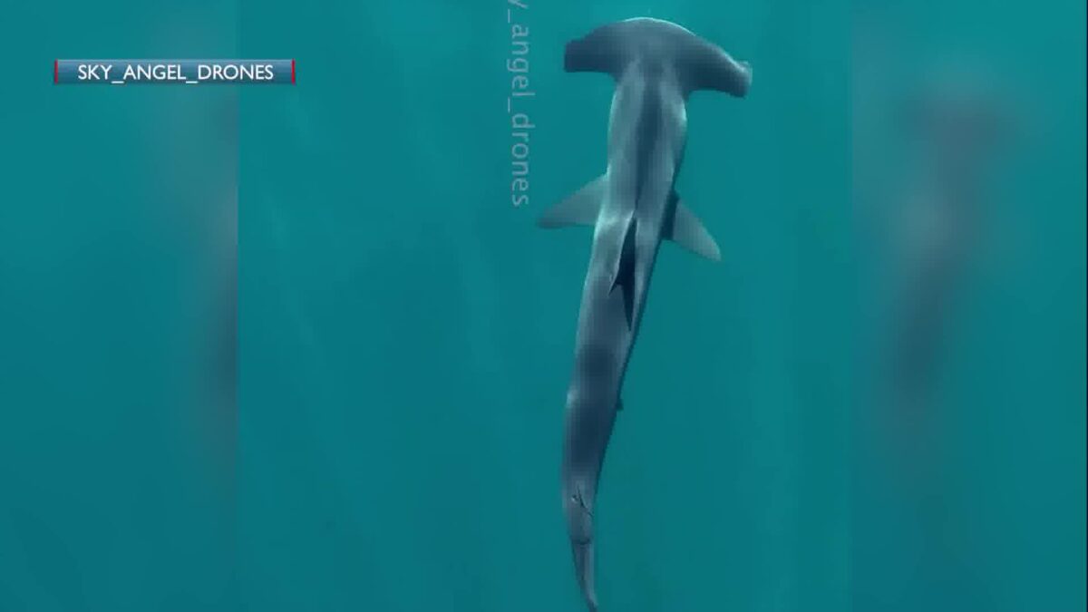 Drone Captures Incredible Sight of Hammerhead Shark off Gaviota Coast
