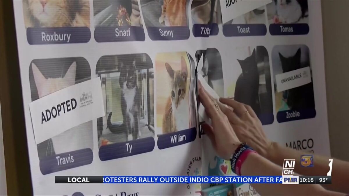 More than 80 animals adopted at Palm Springs Animal Shelter