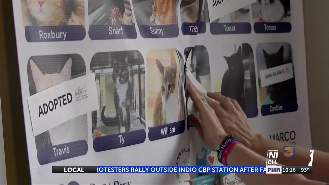More than 80 animals adopted at Palm Springs Animal Shelter