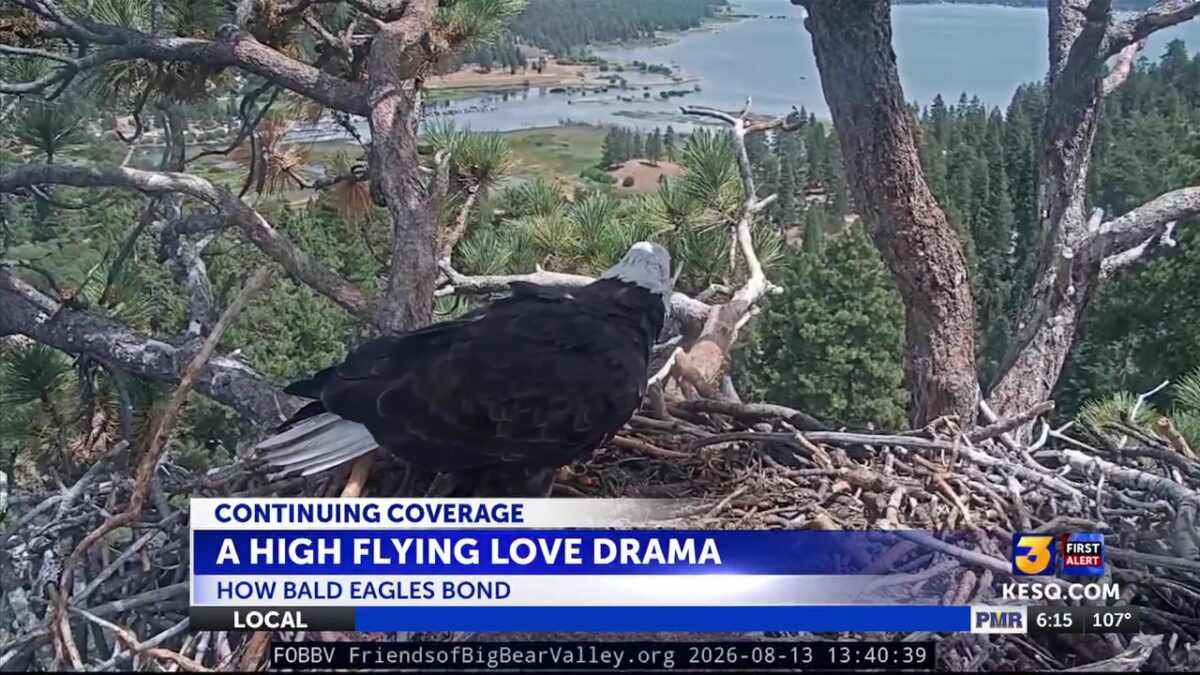 After Jackie: Understanding Shadow’s behavior and the bald eagle life cycle