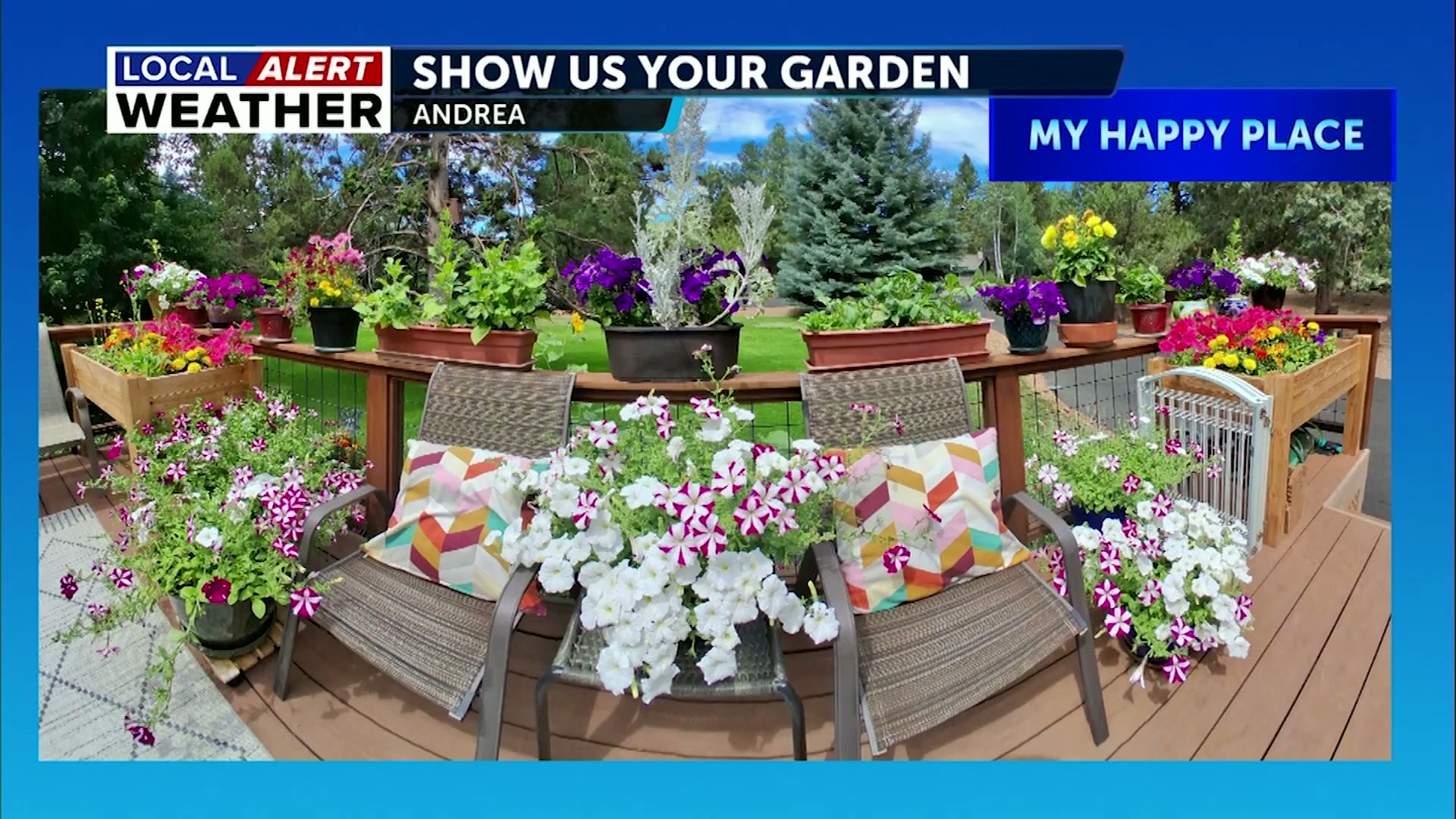 Show Us Your Garden: Early August blooming and veggies