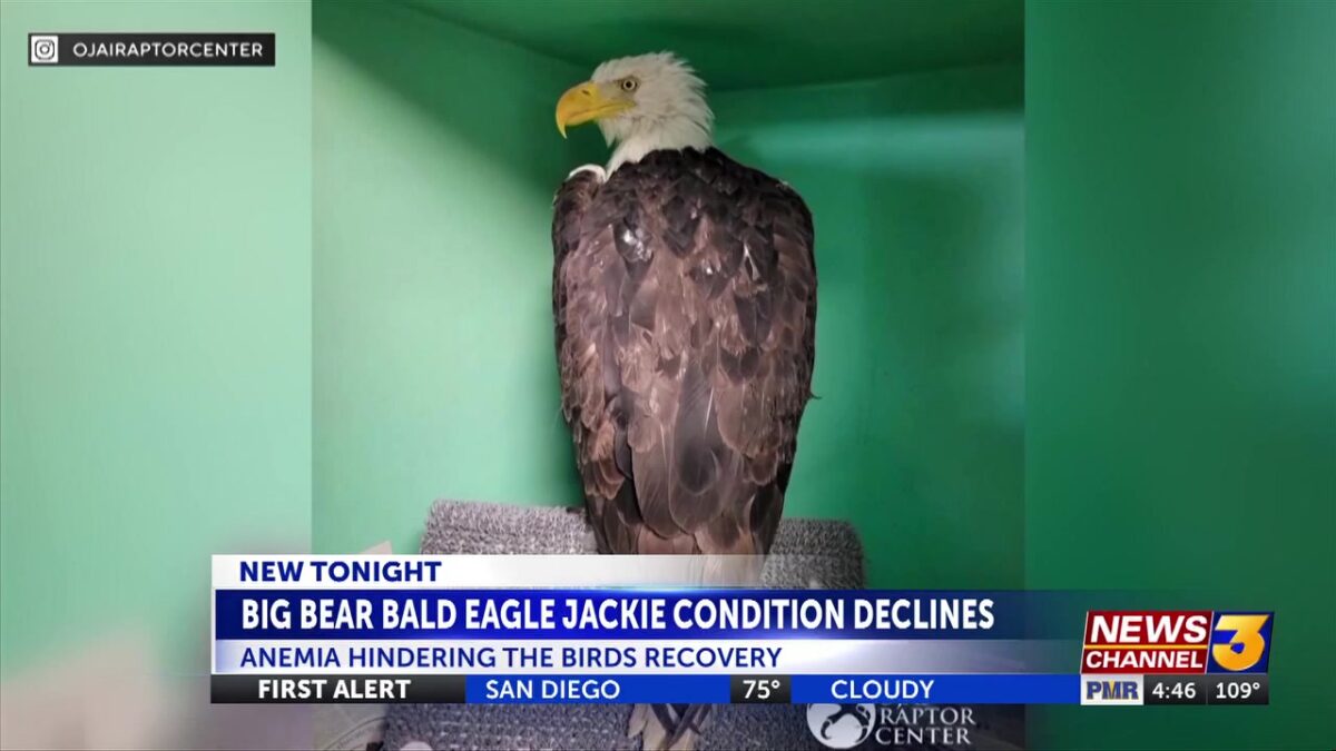 Big Bear Lake bald eagle Jackie remains in ‘critical condition’