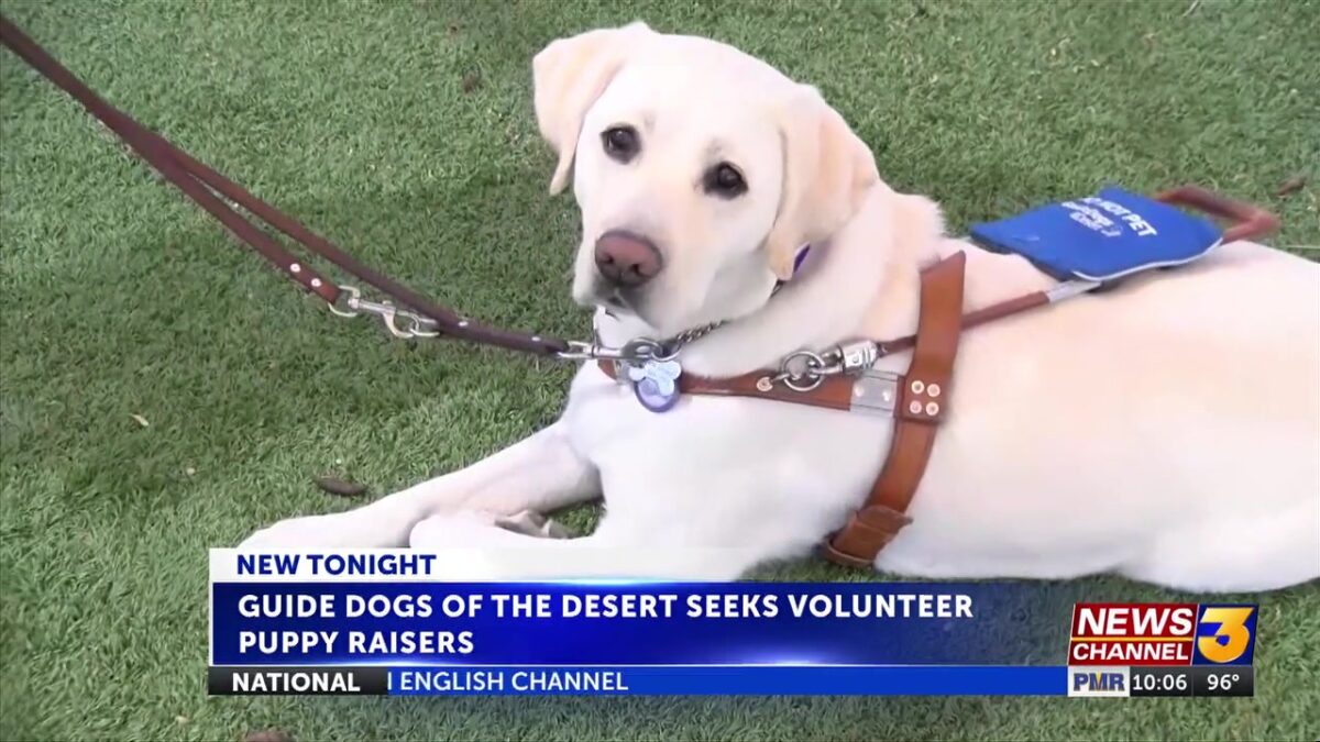 Guide Dogs of the Desert seeks volunteer puppy raisers to help meet growing need