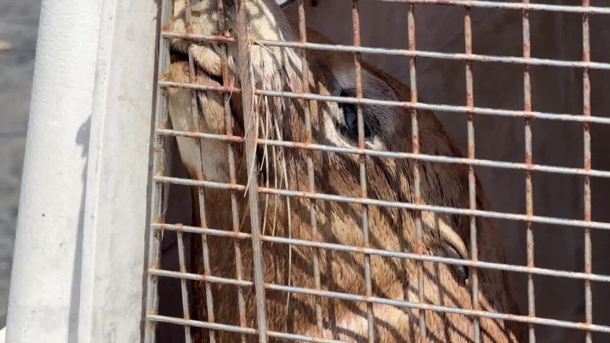 Heroic Marine Rescue Saves an Entangled Sea Lion in Santa Barbara Waters
