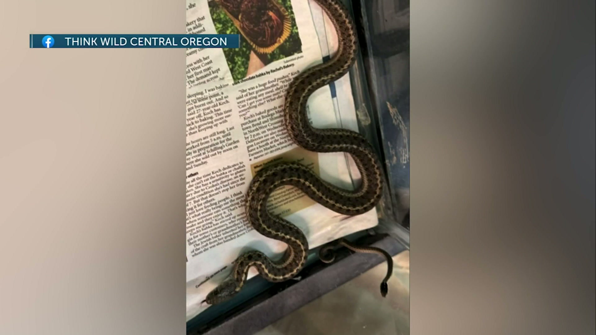 There’s Good News: Garter snake receiving care at Think Wild surprises staff with eight babies