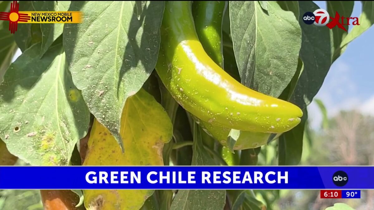 NMSU research team aims to improve green chile immunity to root rot
