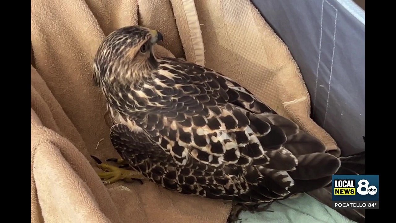 Injured hawk with fractured spine sent to Teton Raptor Center