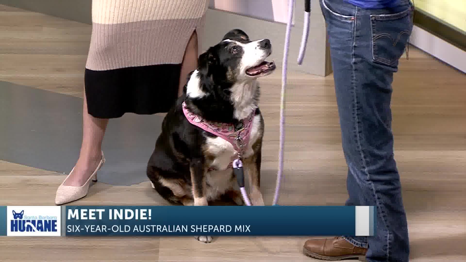 Santa Barbara Humane Visits TV Hill with Indie!