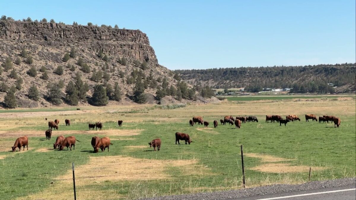 ‘Pretty tough’: Central Oregon farmer says timing of Trump’s beef import plan will hit American ranchers hard