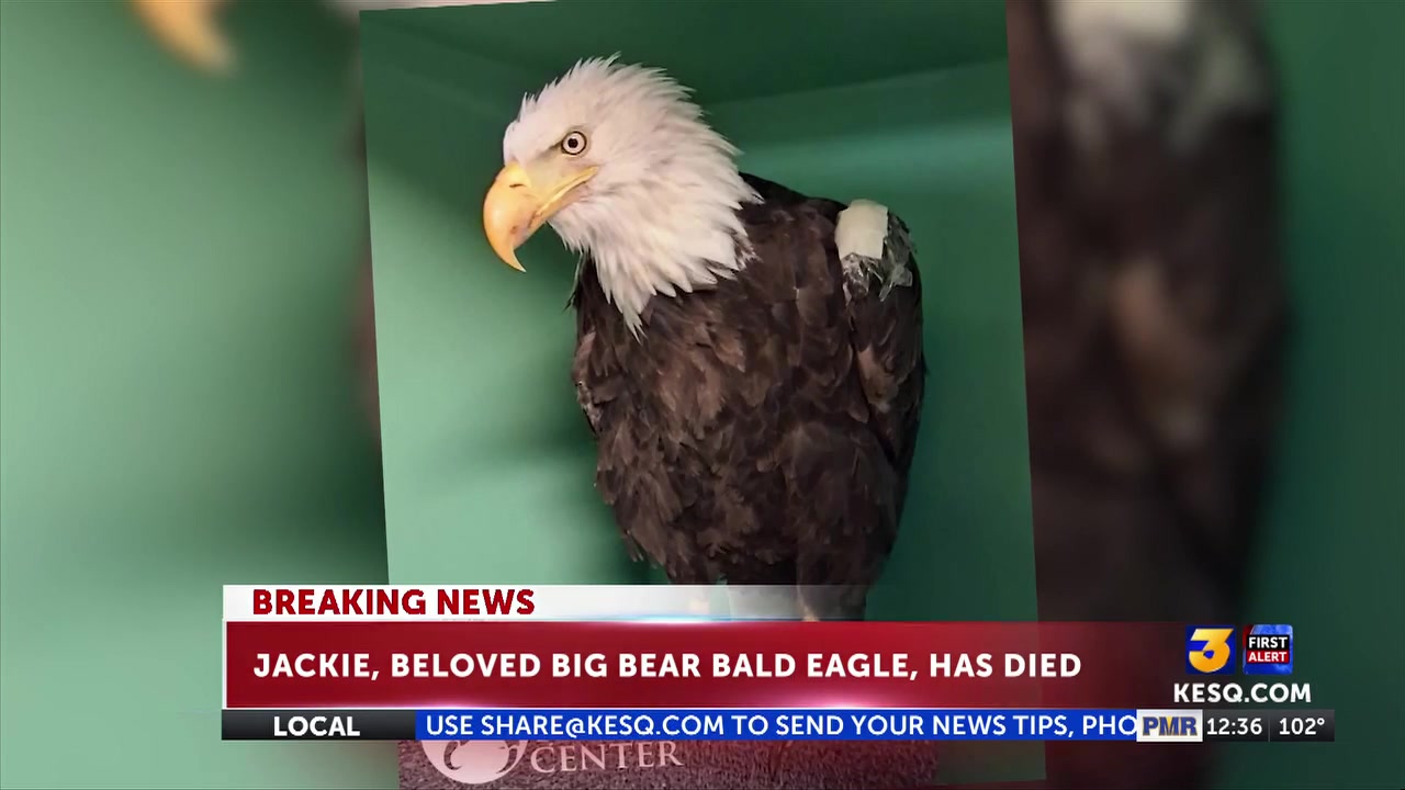 Big Bear bald eagle Jackie dies after three weeks of intensive care at Ojai Raptor Center