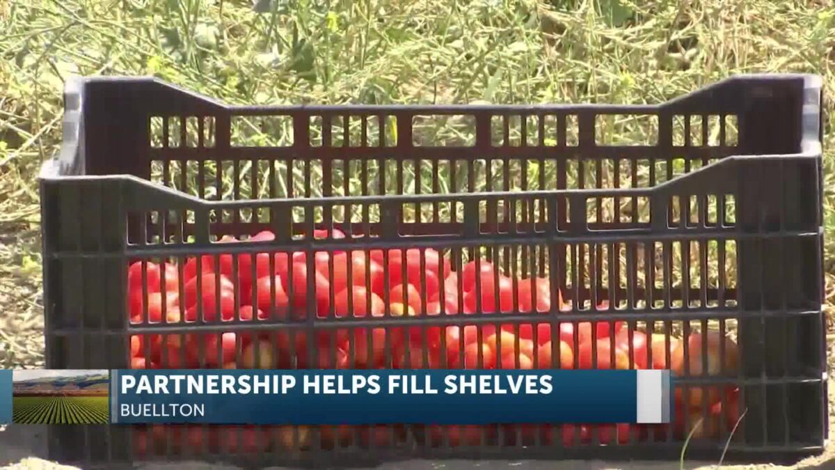 Veggie Rescue & Team Chumash Work The Shepherd Giving Farm In Buellton