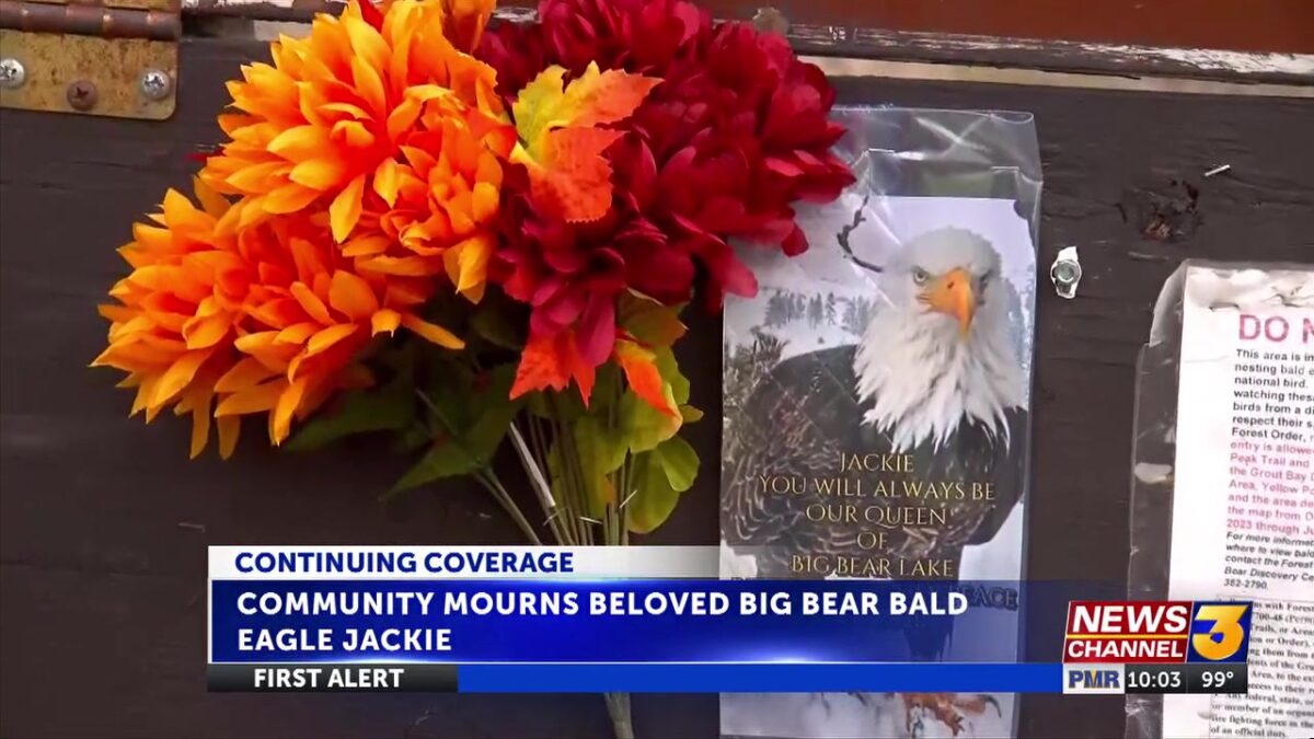 Big Bear Lake mourns Jackie the bald eagle as community remembers her lasting impact