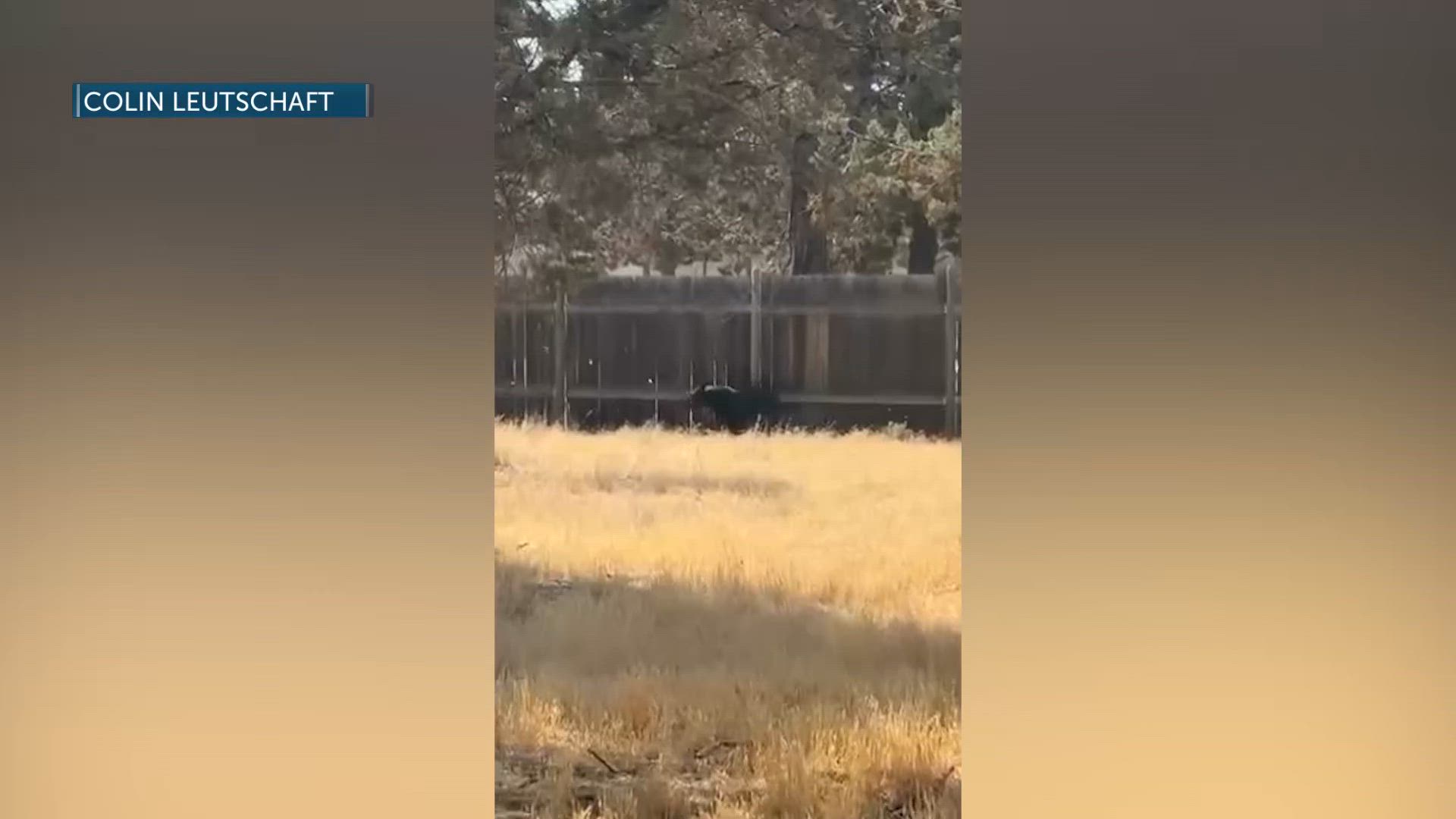 Black bear sighted in Crooked River Ranch