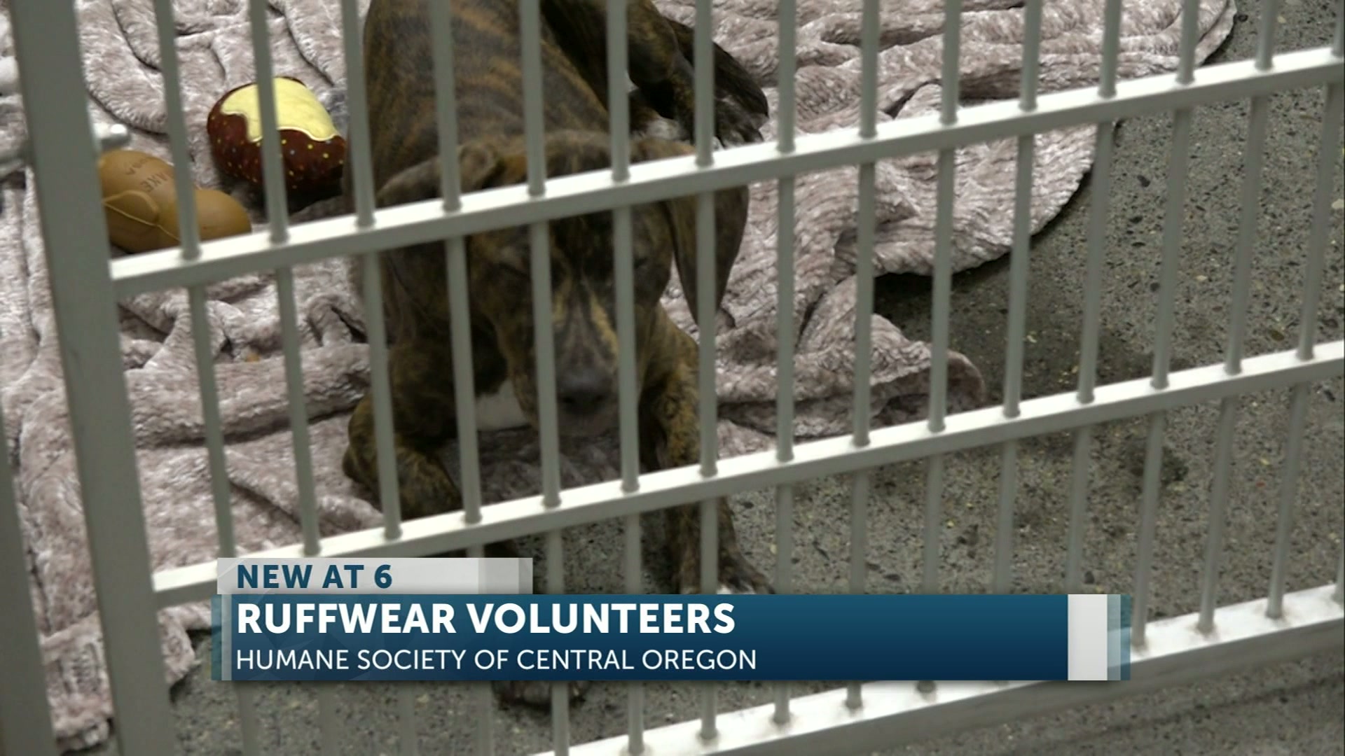 Ruffwear helps Humane Society of C.O. for International Dog day