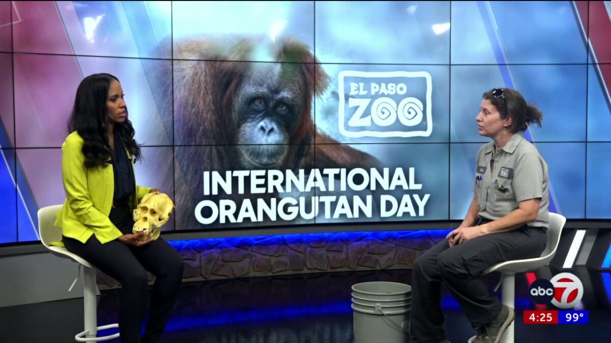 El Paso Zoo Celebrates International Orangutan Day with Special Event