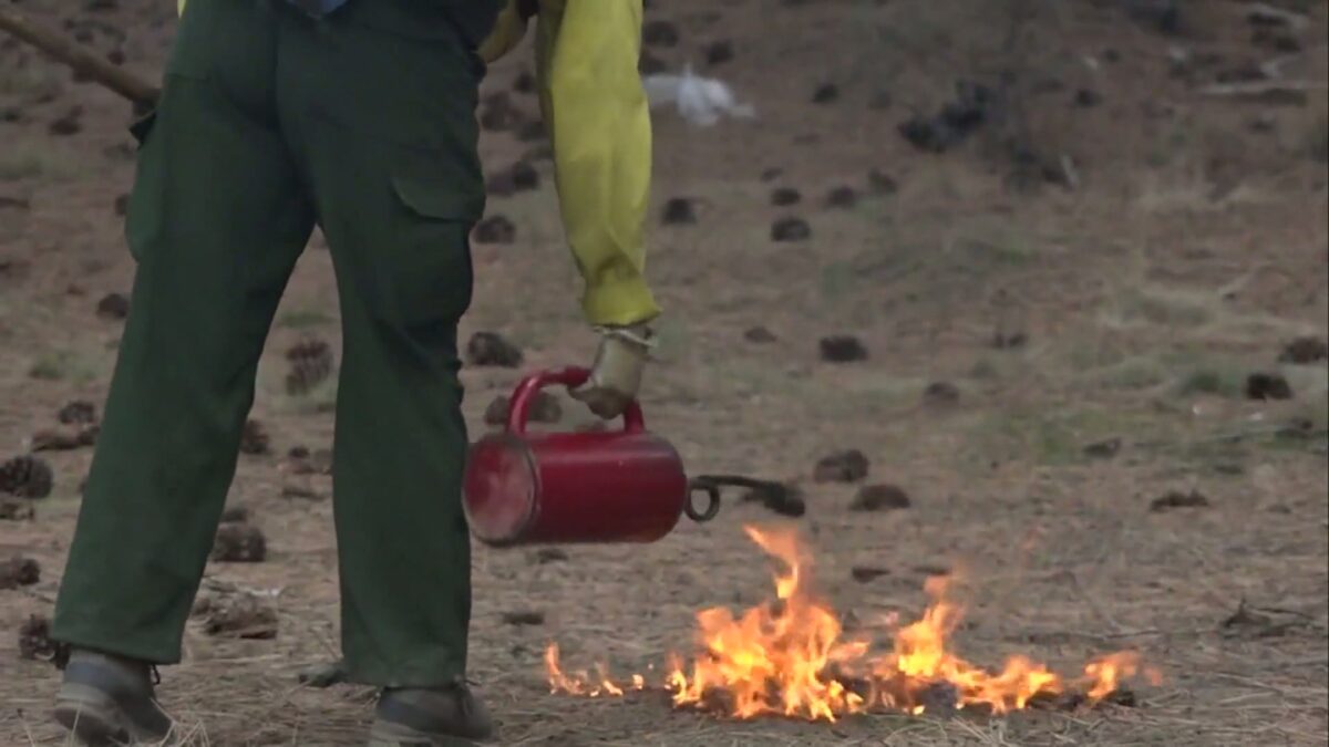 Forest Service hiring for next year wildfire jobs
