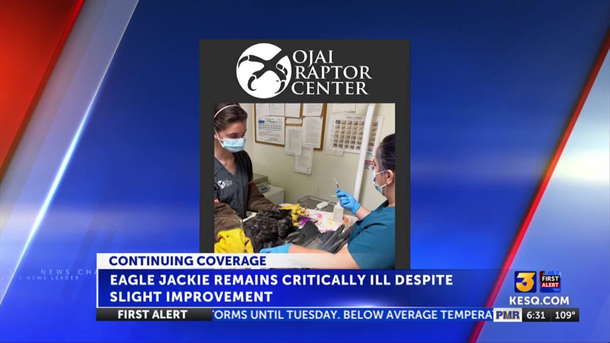 Big Bear bald eagle Jackie remains critically ill despite slight improvement