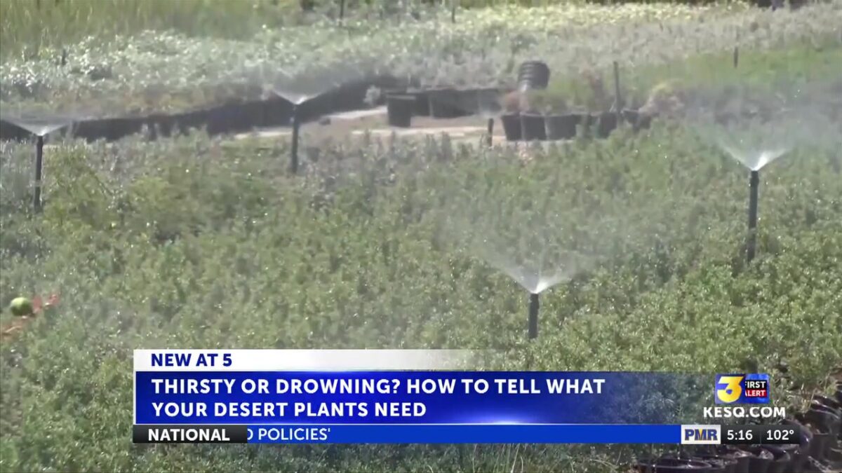 Thirsty or drowning? How to tell what your desert plants need