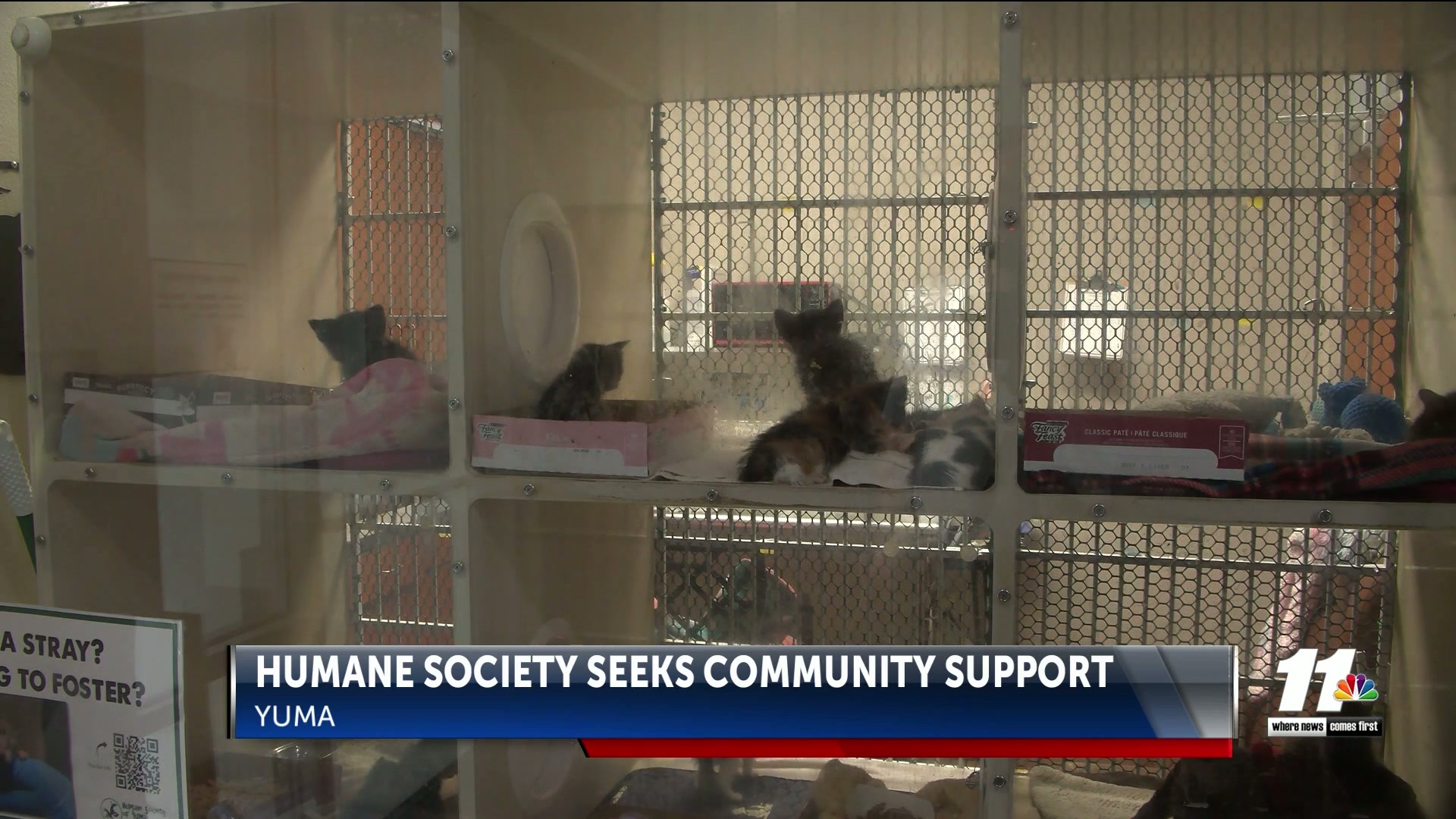 HSOY seeks community support after receiving nearly 30 animals