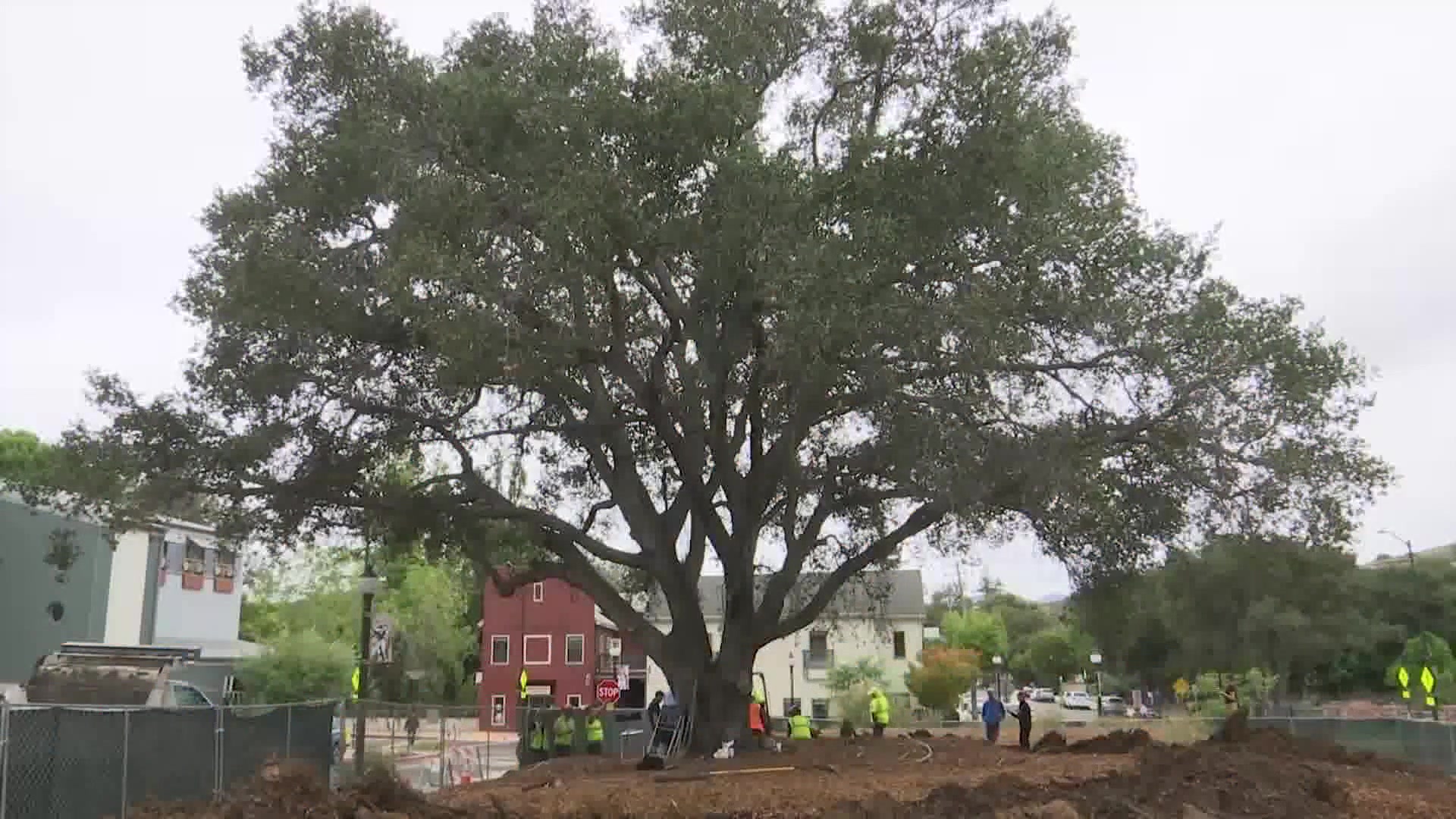 Expert Arborists Volunteer To Attempt Salvaging SLO Repertory Theatre’s Old Oak Tree
