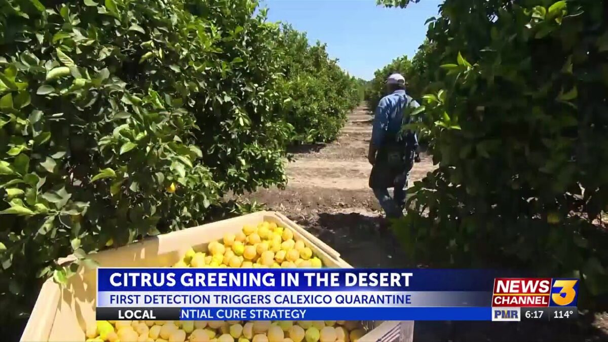 Local growers discuss discovery of citrus disease in Imperial County