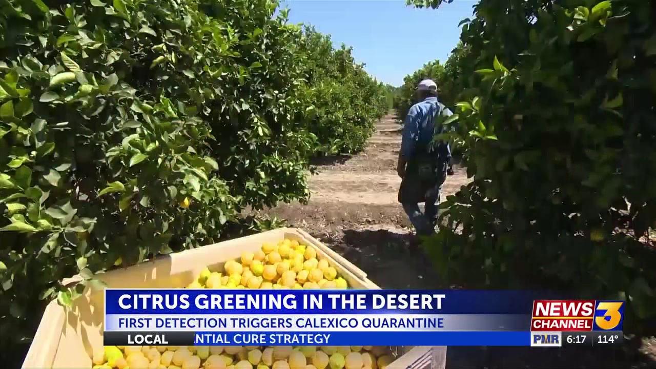 Local growers discuss discovery of citrus disease in Imperial County