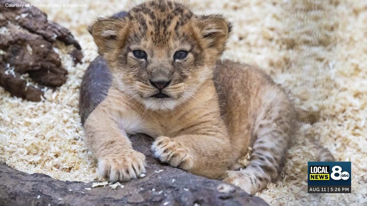 ‘Hondo’s Little Potato’: Pittsburgh Zoo unveils lion cub ‘Kiazi’ in homage to her Idaho roots