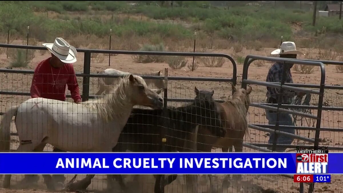 ‘No Excuse for Abuse’: man charged after 100 animals found starving