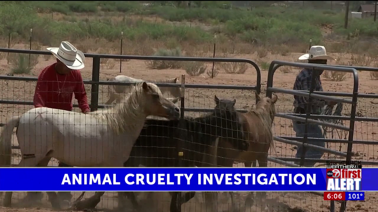 ‘No Excuse for Abuse’: man charged after 100 animals found starving