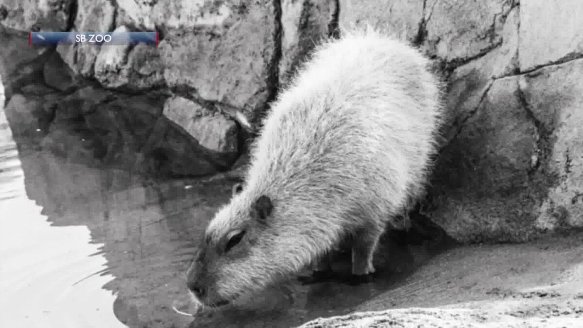 Santa Barbara Zoo euthanizes capybara after finding inoperable mass on throat