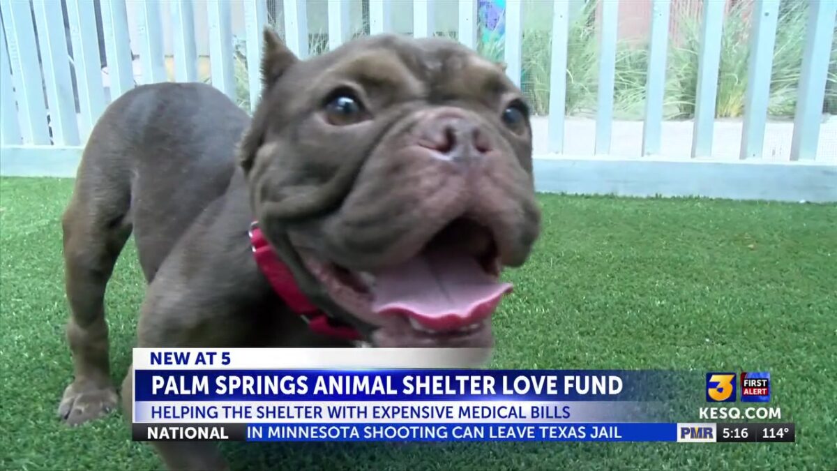 Love fund: saving animals one procedure at a time