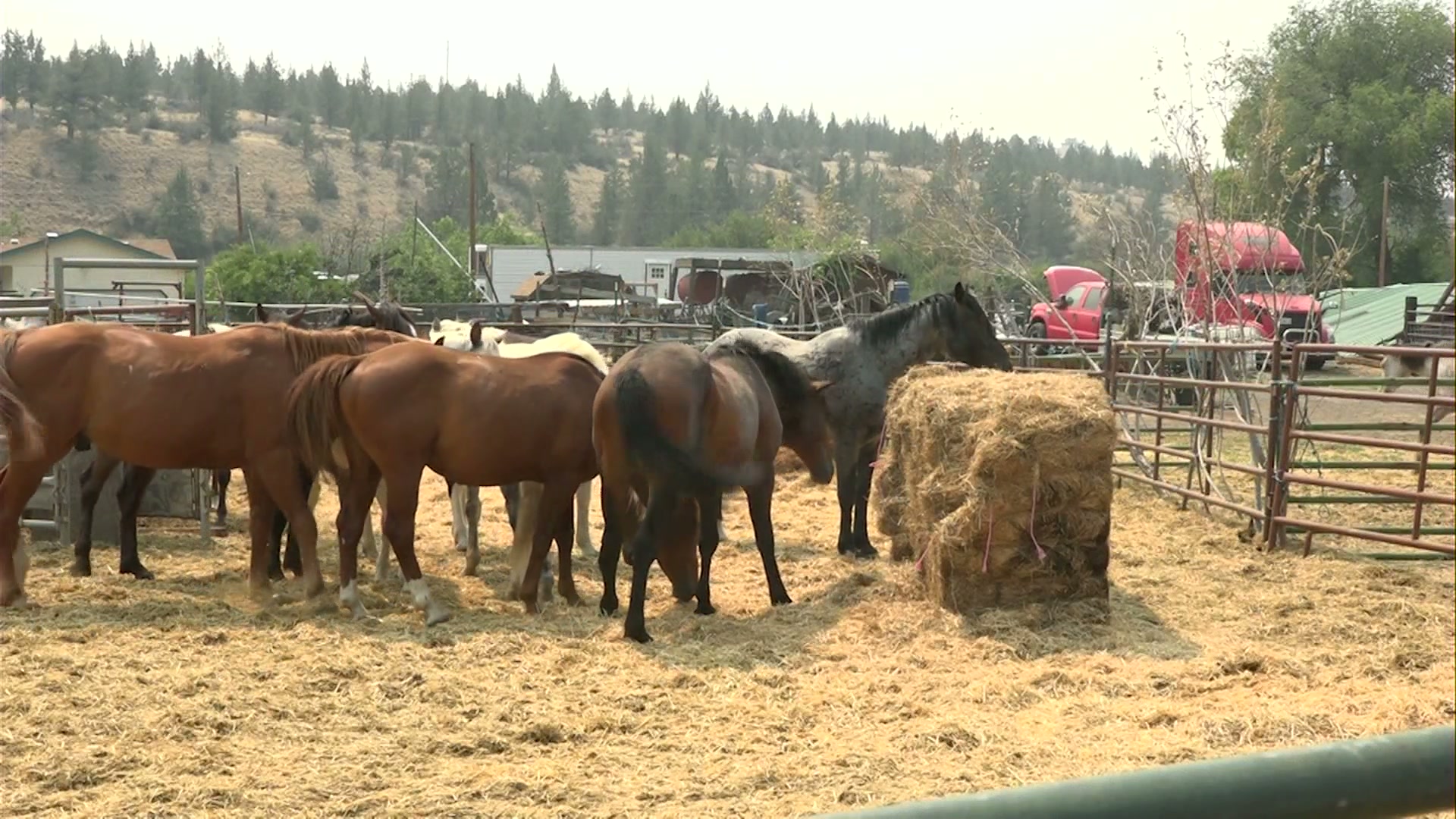 First Nations Online Horse Market to sell horses impacted by wildfire