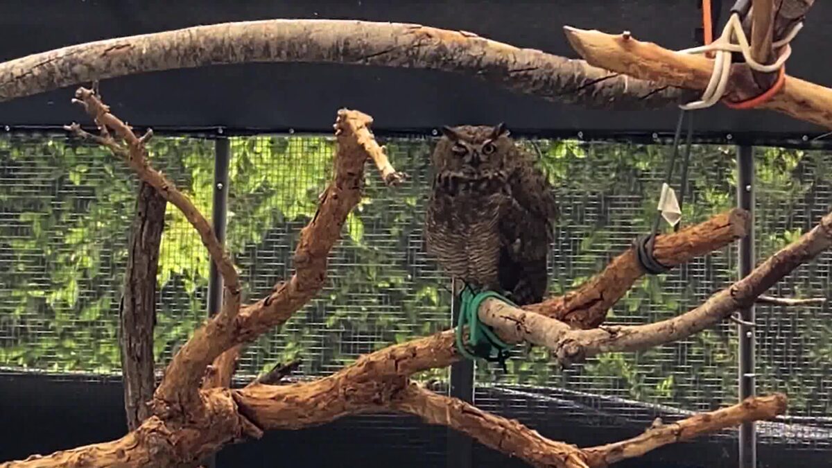 Santa Barbara Wildlife Care Network Plans Expansion as Animal Demand Grows