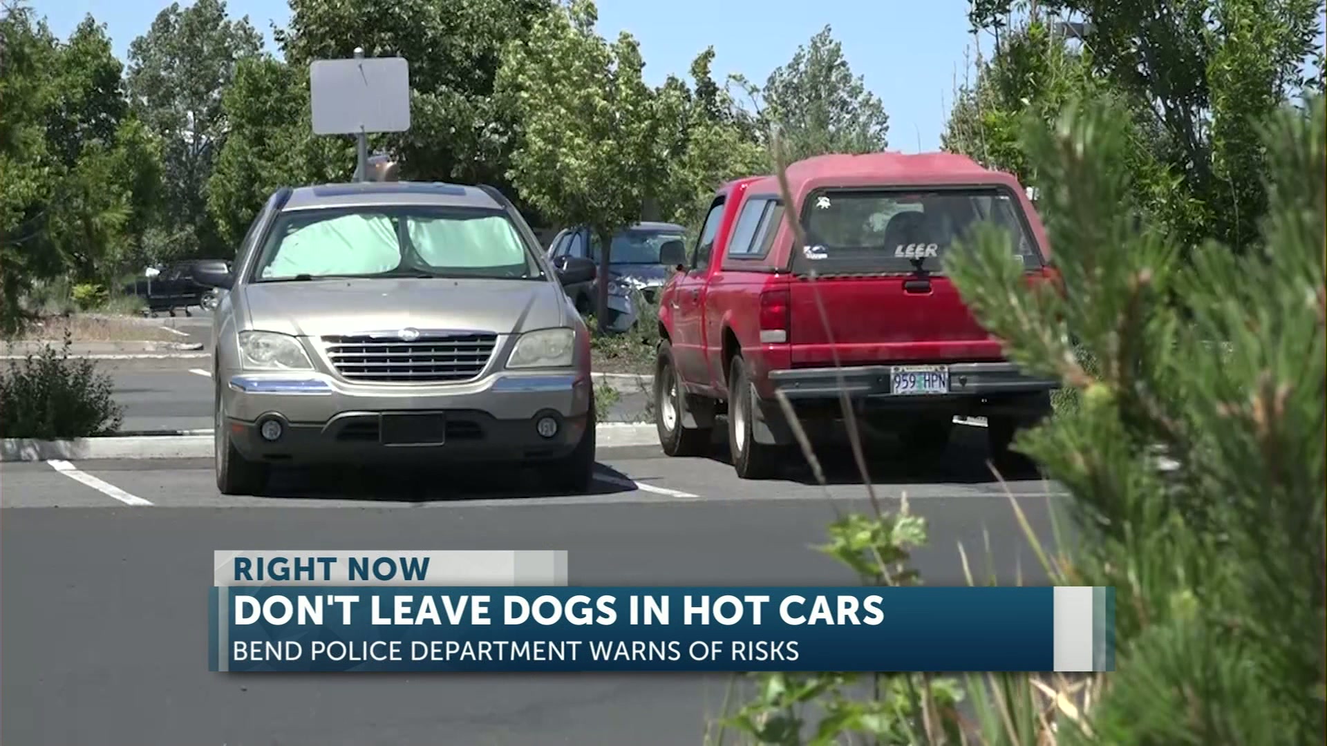 Bend Police warn against leaving dogs in cars after rise in emergency calls