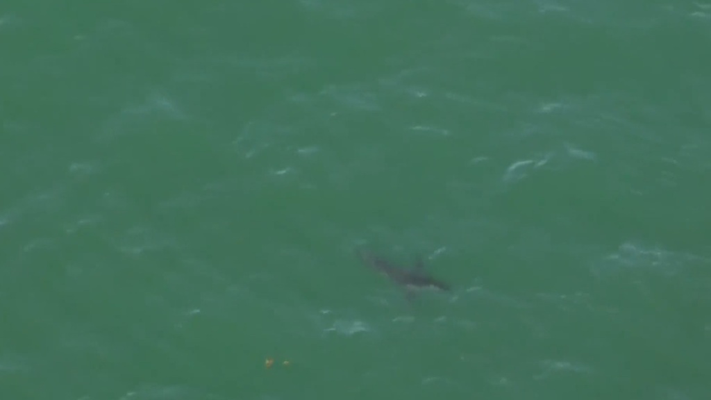 More than half a dozen white sharks have been spotted close to shore in Scarborough