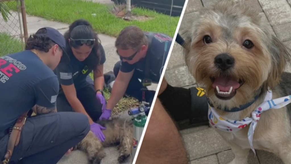 12 out of 13 dogs at a Hollywood home died in a house fire