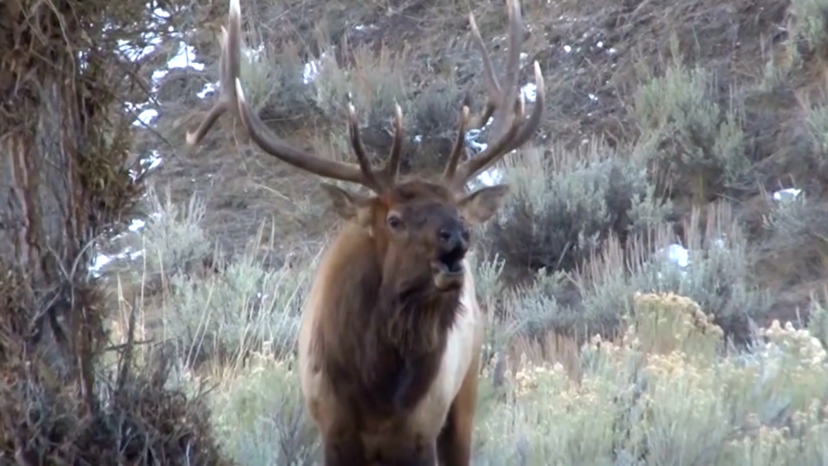 Fish and Game investigating after poacher leaves bull elk carcass to waste
