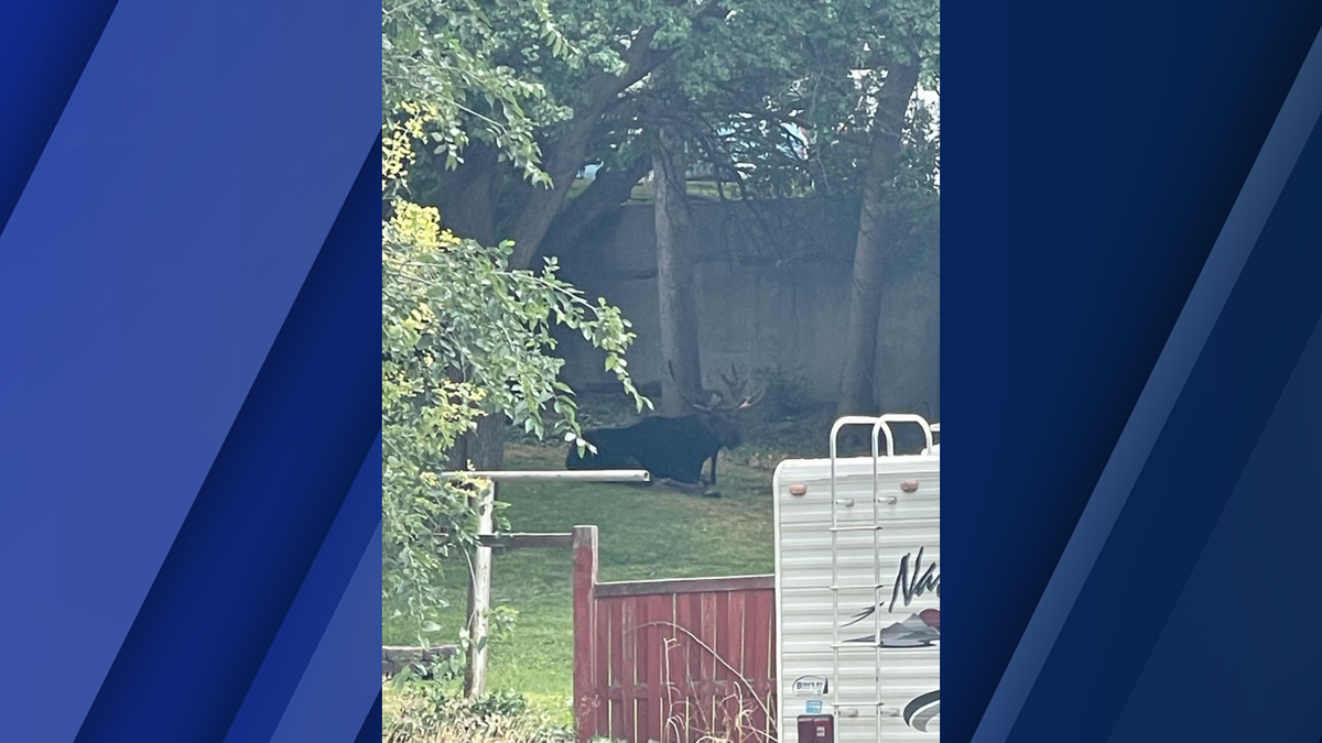 Bull moose spotted in American Falls backyard