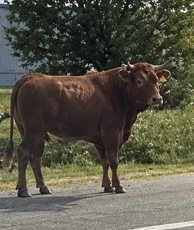 A bull had to be killed after it and a cow escaped from the back of a livestock trailer