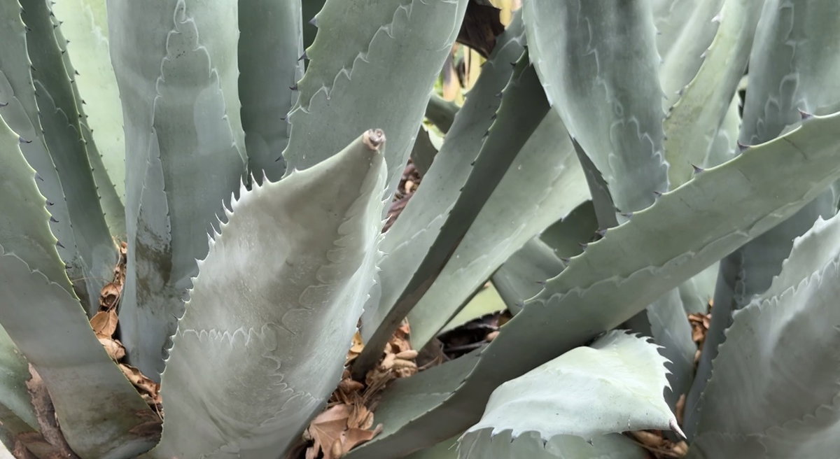 Mezcal Fundraiser Helps Fuel Santa Barbara Museum of Natural History Programs