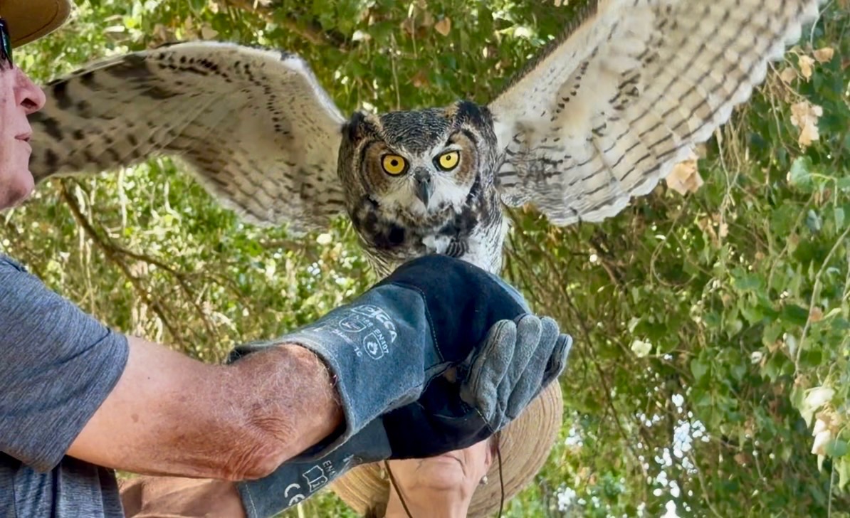 Great horned owl flies to New Mexico skies after successful rehab