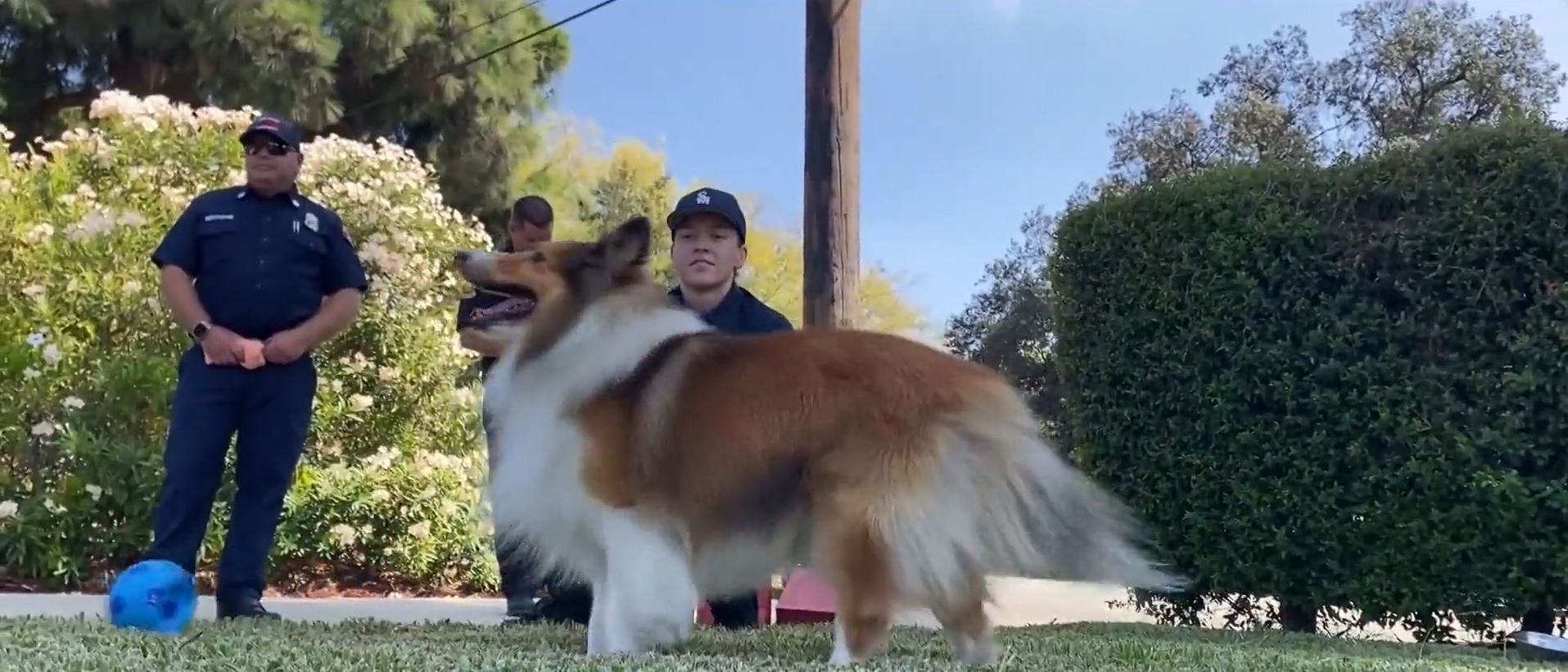 A Pasadena family's dog reunited with his rescuers