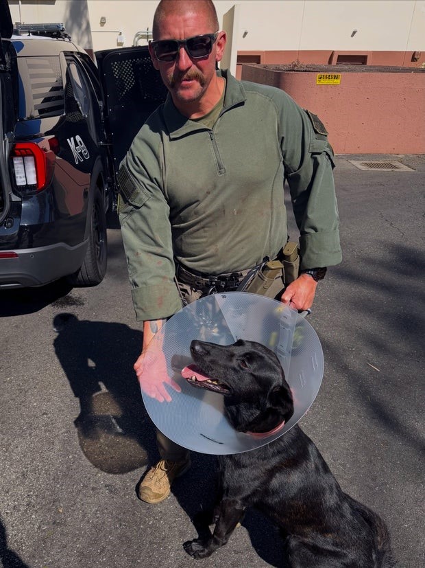 A Redondo Beach Police dog is recovering after a suspect bit off part of his ear during a SWAT standoff earlier this week.
