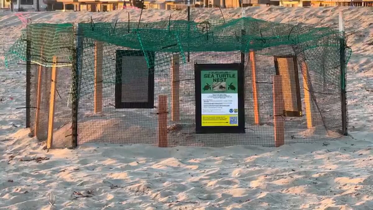 A sea turtle has nested on a West Coast beach for what wildlife experts say is the first time in recorded history.