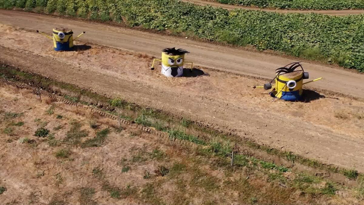A beloved display of hay bale Minions at Cool Patch Pumpkins in Dixon