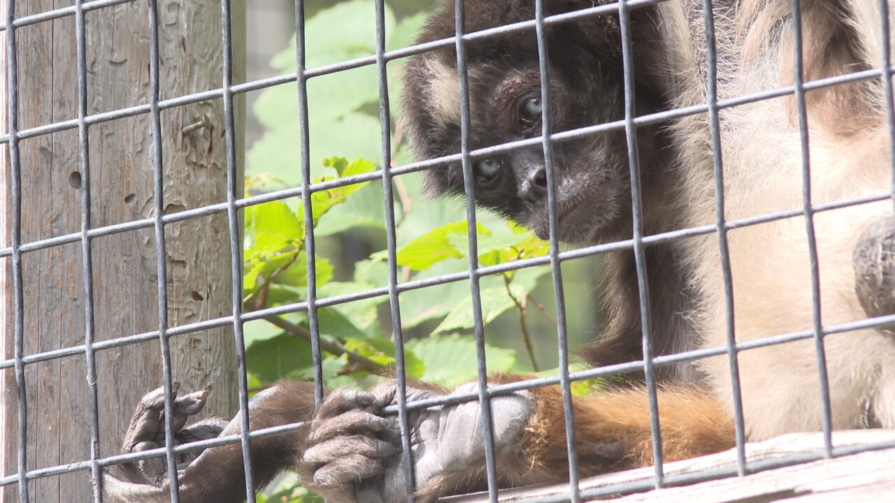 Zoo Boise is home to one of the oldest spider monkeys on the planet