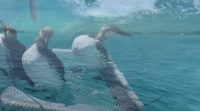 Visitors to Bay Area beaches are starting to see a disturbing sight: dead and dying seabirds. They're called murres