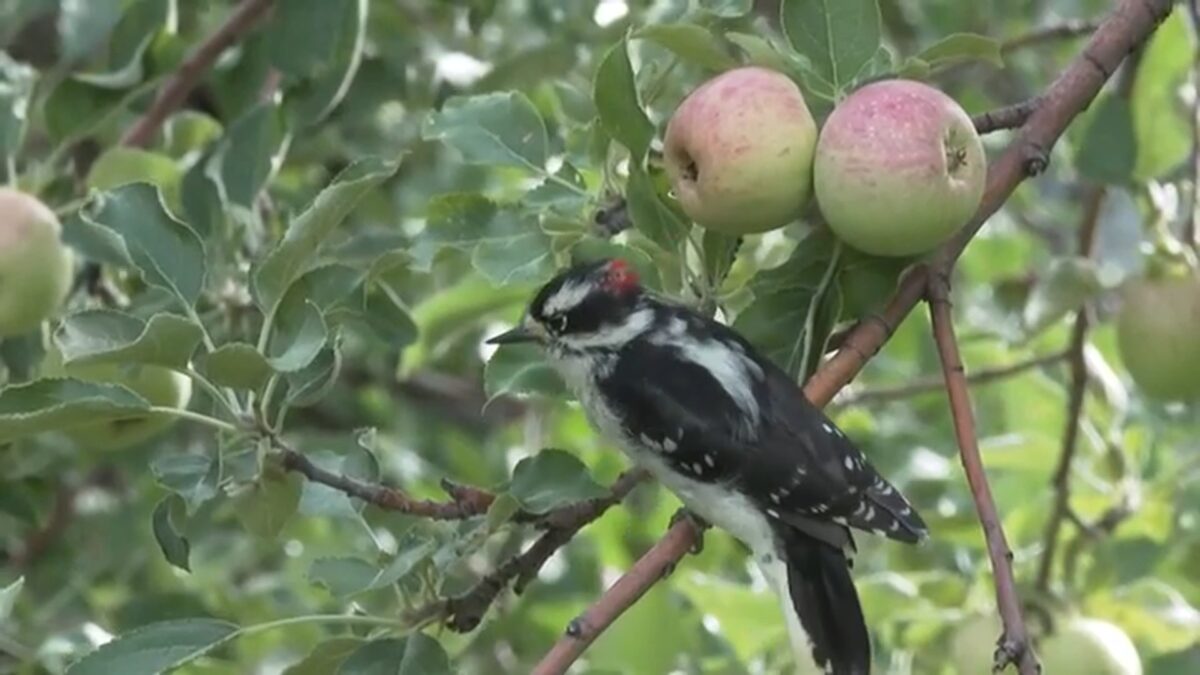 Cold snaps last spring impacted the apple harvest near Salt Lake City