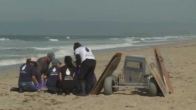 The Marine Mammal Center warns that warming ocean waters and a rise in domoic acid are endangering sea lions in Monterey Bay