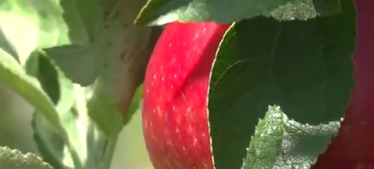 Linvilla Orchards in Middletown Township